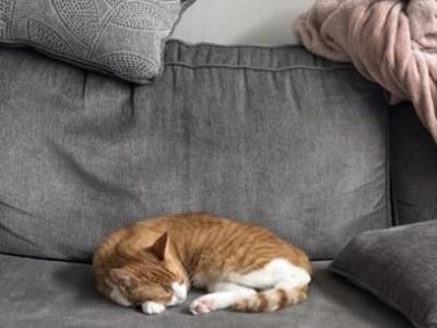 Archie - Domestic - Gallery Photo #1