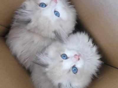 Xixi - Ragdoll - Gallery Photo #1
