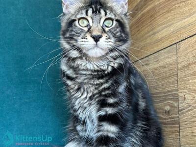 Indy Polydactyl - Maine Coon - Gallery Photo #1