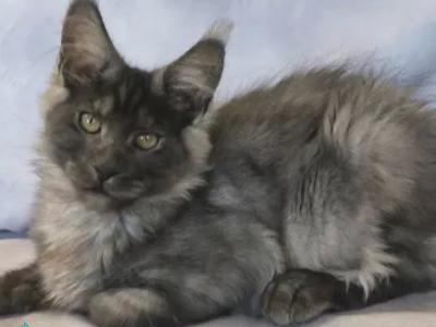 Katherine - Maine Coon - Gallery Photo #1