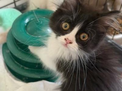 Felix Perdoll Persian X Ragdoll - Ragdoll - Gallery Photo #1