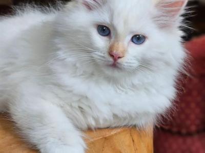 Flame Mitted - Ragdoll - Gallery Photo #1