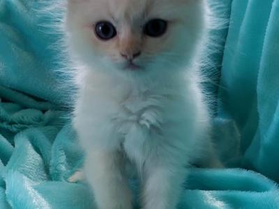 Caramel Perdoll Persian X Ragdoll - Persian - Gallery Photo #1