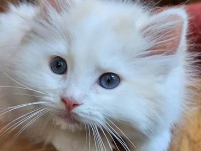 Flame Mink Bicolor - Ragdoll - Gallery Photo #1