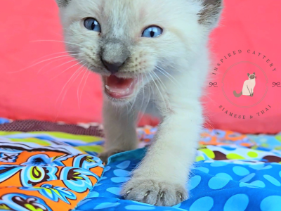 Siamese Kittens READY - Siamese - Gallery Photo #1