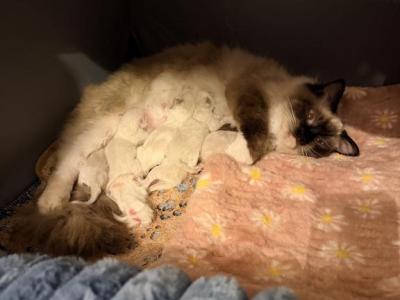 Dauphin Ragdolls Kitten Litter - Ragdoll - Gallery Photo #1