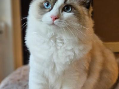 Seal Bicolor - Ragdoll - Gallery Photo #1