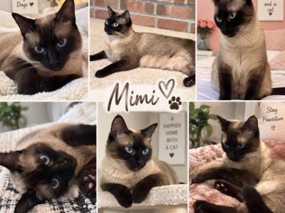 Mimi - Siamese - Gallery Photo #1