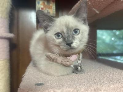 Twelve Week Old Female Ragdoll - Ragdoll - Gallery Photo #1