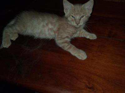 Cali Kittens - American Shorthair - Gallery Photo #1