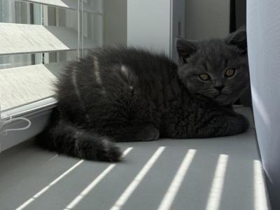 Mark - British Shorthair - Gallery Photo #1