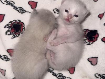 PENDING Male Ragdoll Blue Point - Ragdoll - Gallery Photo #1