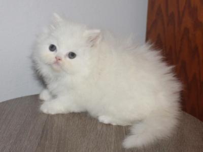 White Female Persian Truffles - Persian - Gallery Photo #1