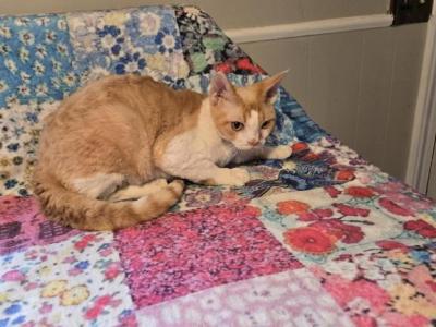 Charlie - Devon Rex - Gallery Photo #1