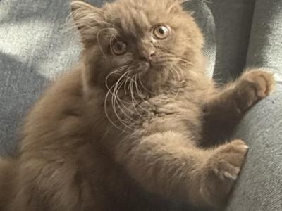 Lola - British Shorthair - Gallery Photo #1
