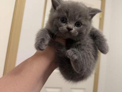 Buttercup - British Shorthair - Gallery Photo #1
