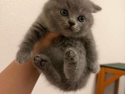 Bubbles - British Shorthair - Gallery Photo #1