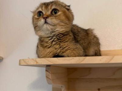 Ash - Scottish Fold - Gallery Photo #1