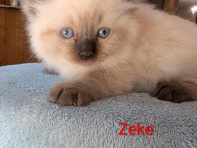 Zeke - Ragdoll - Gallery Photo #1