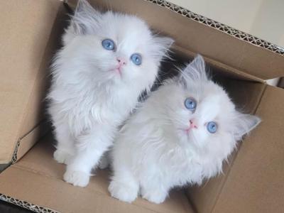 Yiyi - Ragdoll - Gallery Photo #1