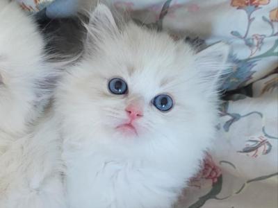 Yuki - Ragdoll - Gallery Photo #1
