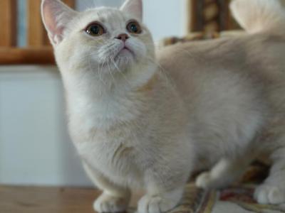 George - Munchkin - Gallery Photo #1