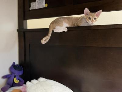Tiny - Devon Rex - Gallery Photo #1