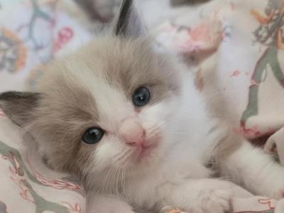 Xoxo - Ragdoll - Gallery Photo #1