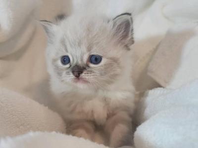 Xena - Ragdoll - Gallery Photo #1