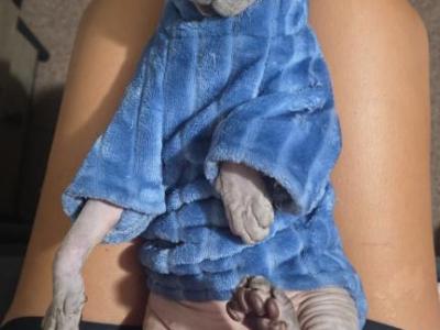 Stevo - Sphynx - Gallery Photo #1
