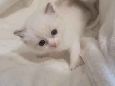 Yoyo - Ragdoll - Gallery Photo #1