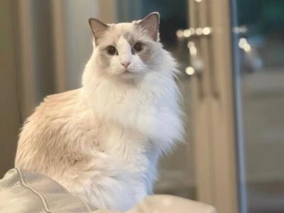 Yaya - Ragdoll - Gallery Photo #1