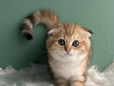 Gretta Golden Marble - Scottish Fold - Gallery Photo #1