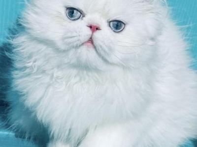 Baby Josie Boy - Persian - Gallery Photo #1