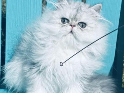 Baby Josiah Boy - Persian - Gallery Photo #1