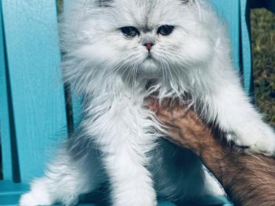 Baby Joshen Boy - Persian - Gallery Photo #1