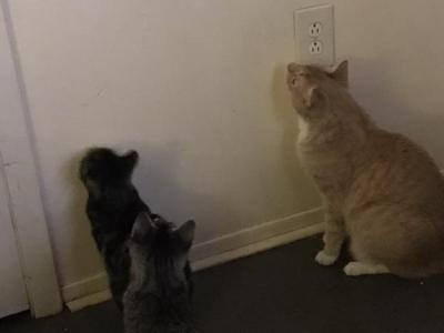 Charlie - Domestic - Gallery Photo #1