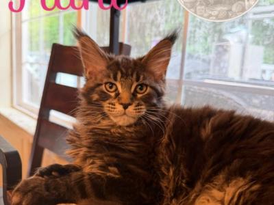 Nani From The Lilo And Stitch Litter - Maine Coon - Gallery Photo #1