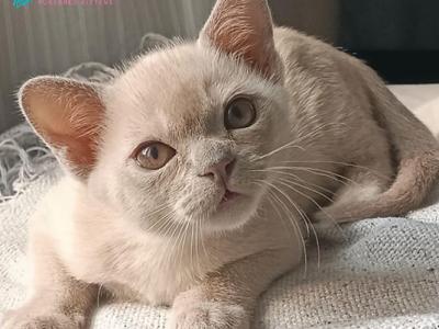 Amore Mio - Burmese - Gallery Photo #1