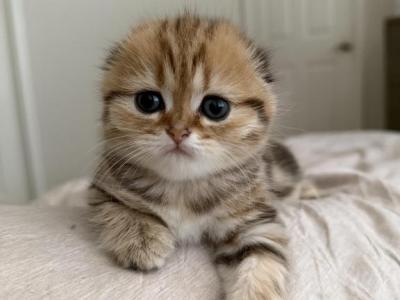 Mila - Scottish Fold - Gallery Photo #1
