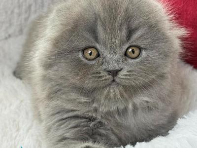 Wally - Scottish Fold - Gallery Photo #1