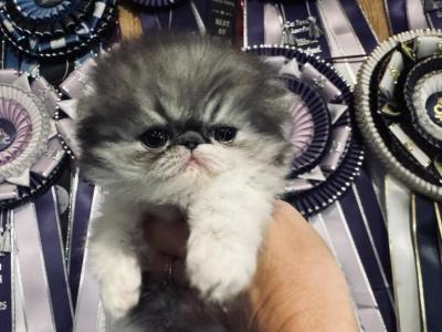 Black Smoke Female - Persian - Gallery Photo #1
