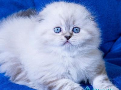 Drogo - Scottish Fold - Gallery Photo #1