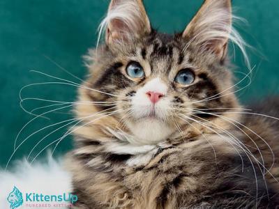 Zaryna - Maine Coon - Gallery Photo #1