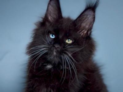 Sapphire - Maine Coon - Gallery Photo #1