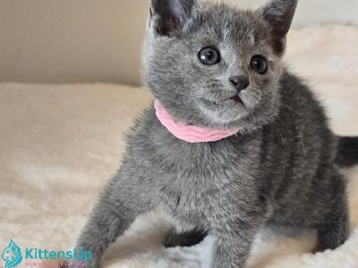 Universe - Russian Blue - Gallery Photo #1