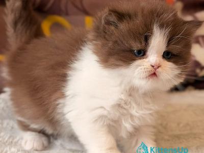 Amber - British Shorthair - Gallery Photo #1