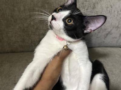 The Cuties - American Shorthair - Gallery Photo #1