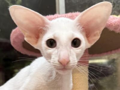White Male Kitten OSH - Oriental - Gallery Photo #1