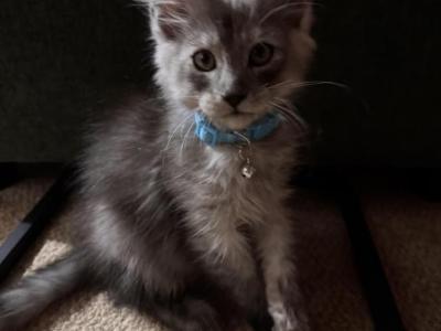 Atlas - Maine Coon - Gallery Photo #1